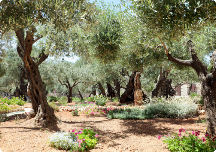 Sylvain Hoyon Services Entretien Jardin Valbonne Votre Specialiste En Entretien De Jardin 2