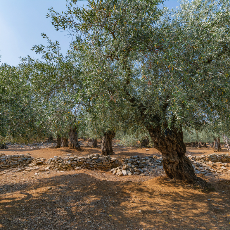 Sylvain Hoyon Services Entretien Jardin Valbonne Realisation 5 Avant