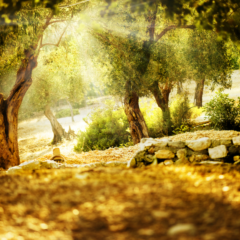 Sylvain Hoyon Services Entretien Jardin Valbonne Realisation 6 Apres