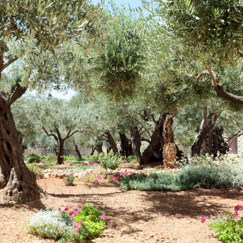 Sylvain Hoyon Services Entretien Jardin Valbonne Jardinage 2
