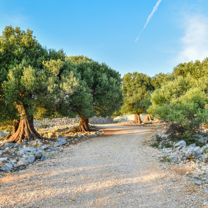 Sylvain Hoyon Services Entretien Jardin Valbonne Jardinage 3