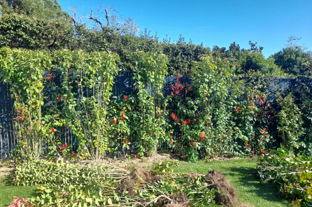 Sylvain Hoyon Services Entretien Jardin Valbonne Gazon Et Feuillages05 1